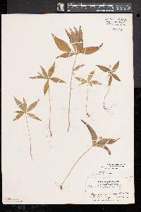 Trientalis borealis image