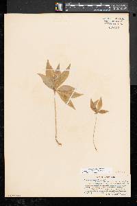 Trientalis borealis image