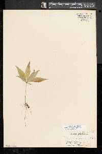 Trientalis borealis image