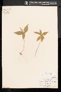 Trientalis borealis image