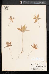 Trientalis borealis image