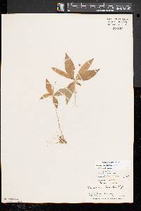 Trientalis borealis image