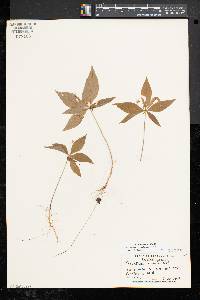 Trientalis borealis image