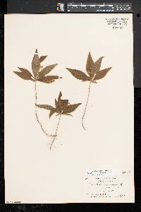 Trientalis borealis image