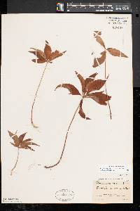 Trientalis borealis image