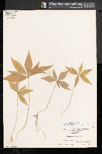 Trientalis borealis image