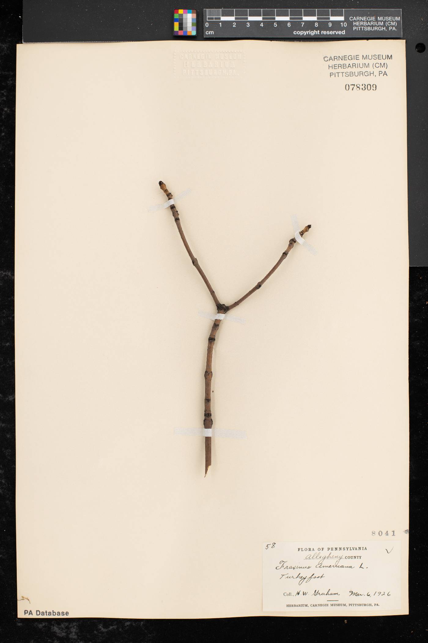 Fraxinus americana var. americana image
