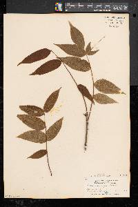 Fraxinus nigra image