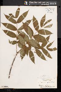 Fraxinus nigra image