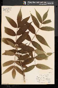 Fraxinus nigra image