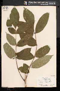 Fraxinus nigra image