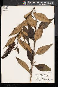 Buddleja davidii image