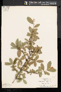 Ligustrum vulgare image