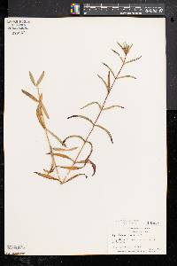 Gentiana linearis image