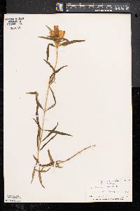 Gentiana linearis image