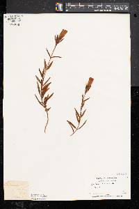 Gentiana linearis image