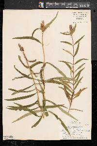 Gentiana linearis image