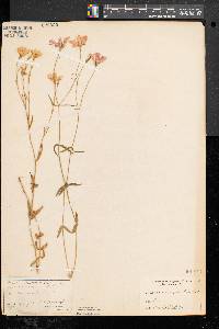 Sabatia campanulata image