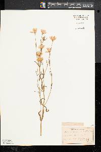 Sabatia campanulata image