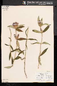 Gentiana saponaria image