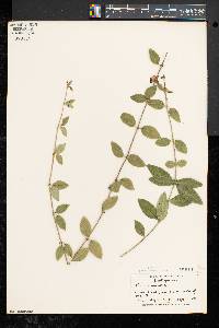 Vinca minor image