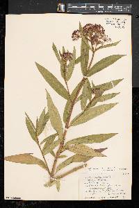 Asclepias incarnata subsp. incarnata image