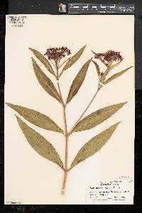 Asclepias incarnata subsp. incarnata image