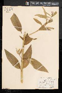 Asclepias incarnata subsp. incarnata image