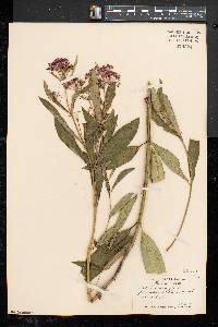 Asclepias incarnata subsp. incarnata image