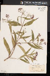 Asclepias incarnata subsp. incarnata image