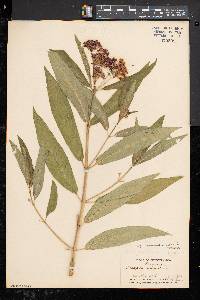 Asclepias incarnata subsp. incarnata image