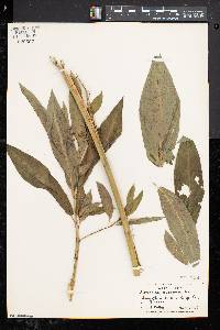 Asclepias incarnata subsp. incarnata image