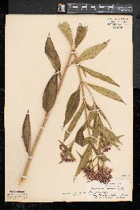 Asclepias incarnata subsp. incarnata image