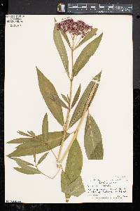 Asclepias incarnata subsp. incarnata image