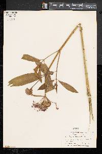 Asclepias incarnata subsp. incarnata image