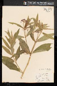 Asclepias incarnata subsp. incarnata image