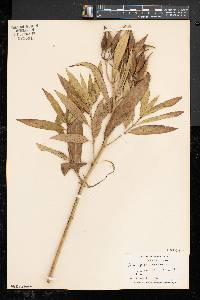 Asclepias incarnata subsp. incarnata image