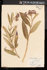 Asclepias incarnata subsp. incarnata image