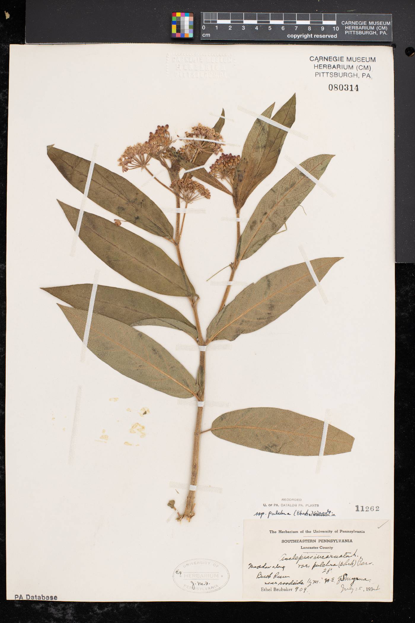 Asclepias incarnata subsp. pulchra image