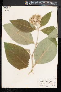 Asclepias exaltata image