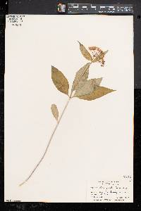 Asclepias quadrifolia image