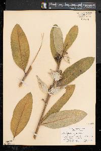 Asclepias syriaca image