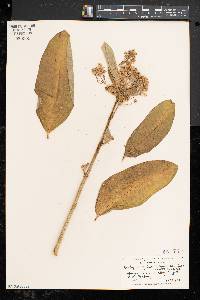 Asclepias syriaca image