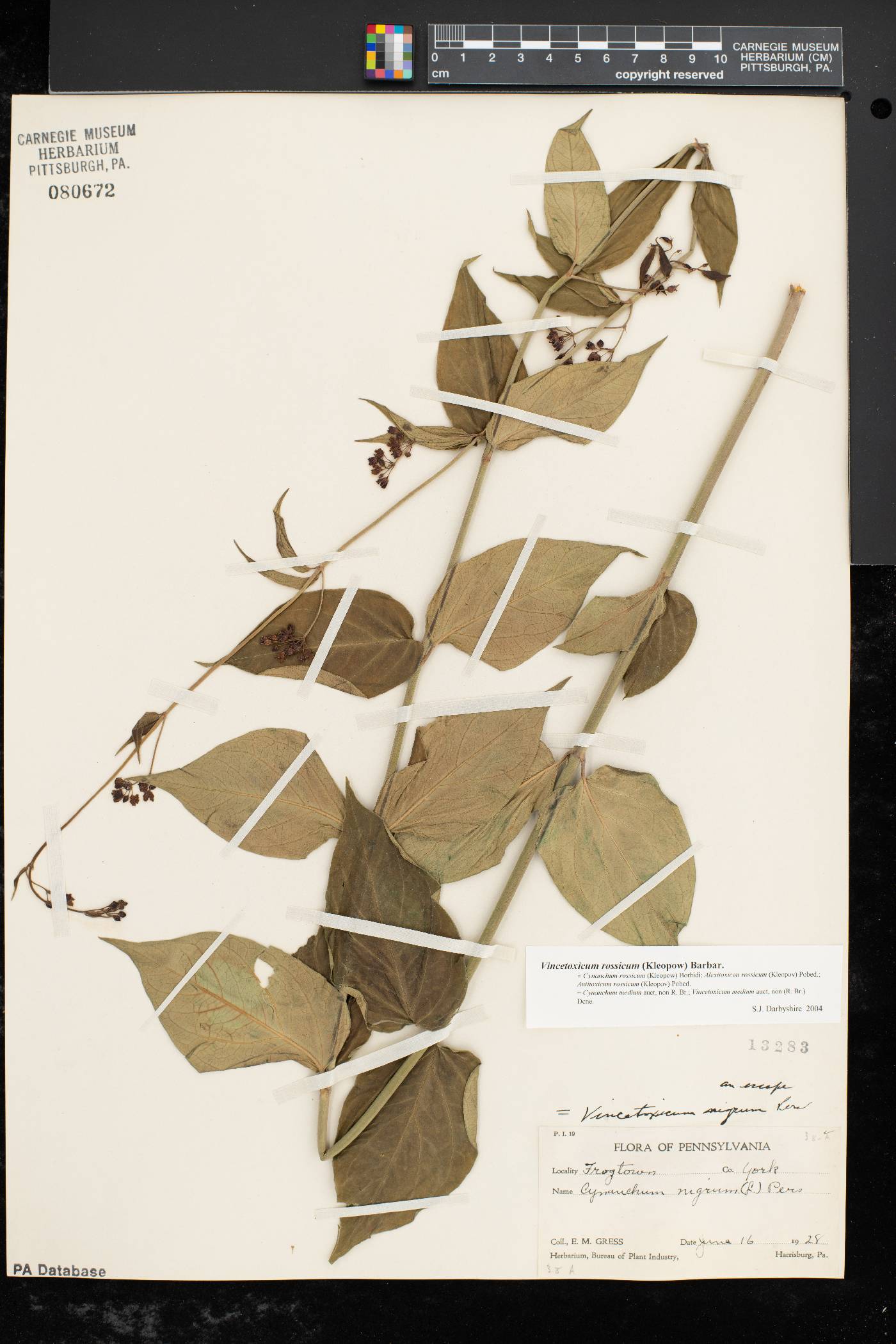 Vincetoxicum rossicum image