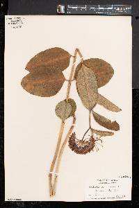 Asclepias purpurascens image