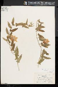 Image of Calystegia pubescens