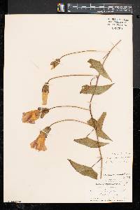Calystegia sepium subsp. erratica image