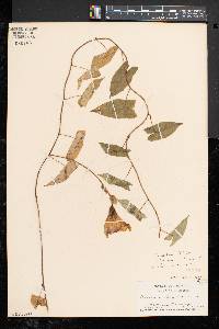 Calystegia sepium subsp. erratica image