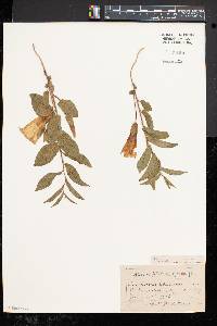 Convolvulus spithamaeus image
