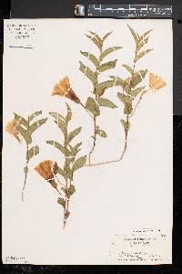 Convolvulus spithamaeus image